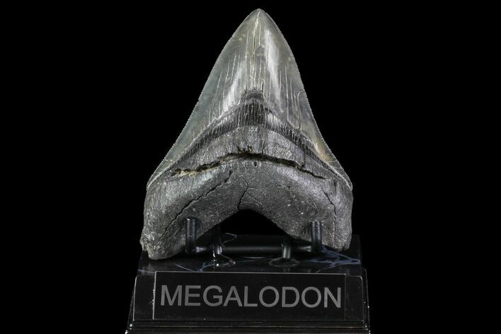 Serrated, Fossil Megalodon Tooth - South Carolina #74074